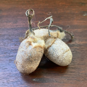 Wild Tussar Silk Cocoons ‘Peace Silk Cocoons’ - 3 Pack